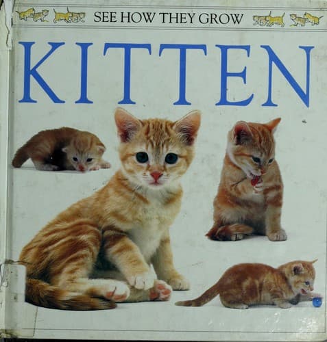 Tapa de Kitten