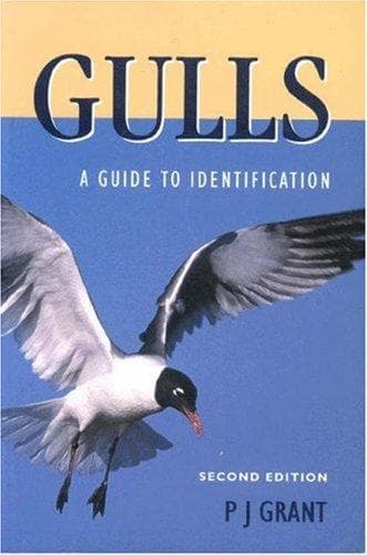 Tapa de Gulls