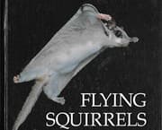 Tapa de Flying squirrels