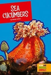 Tapa de Sea Cucumbers