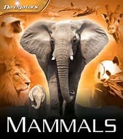 Tapa de Mammals