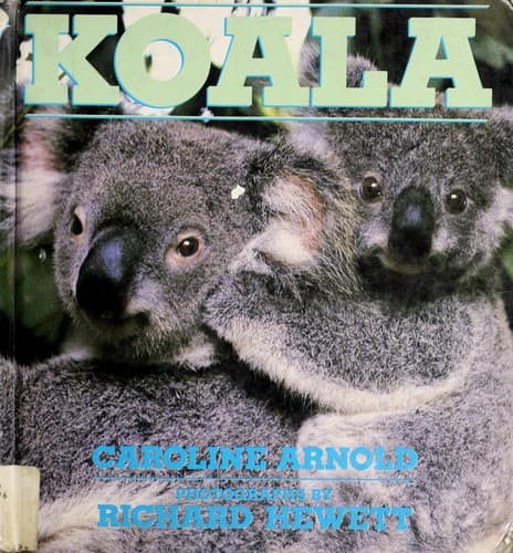 Tapa de Koala